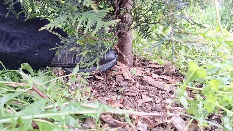 Healthy root system of Thuja Green Giant