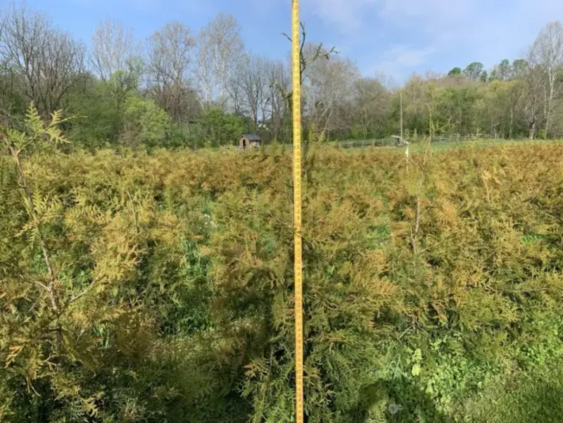 Height scale for 6-7ft trees
