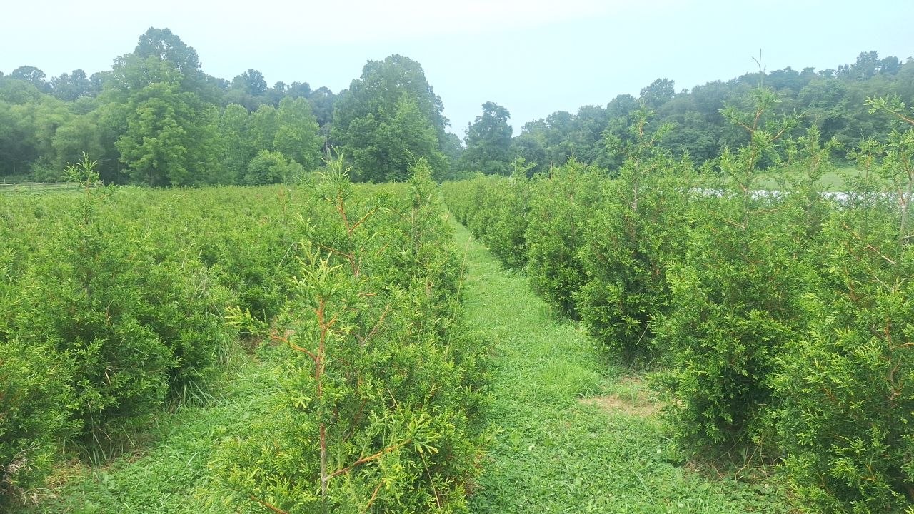 Rows of 6-7ft Thuja Green Giants