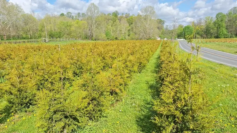 Rows of 6-7ft Thuja Green Giants